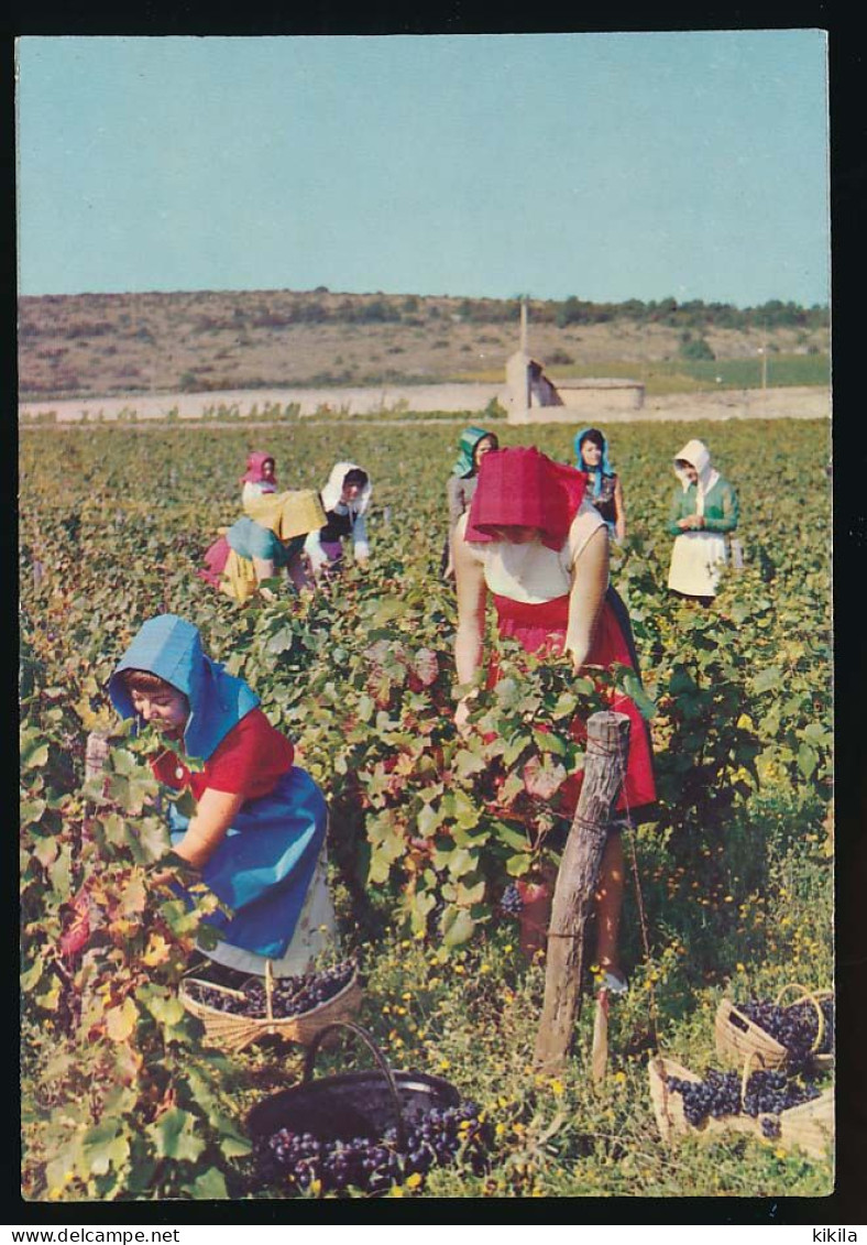 CPM / CPSM 10.5 X 15 Côte D'Or (?) Les Vendanges En Bourgogne - Meursault