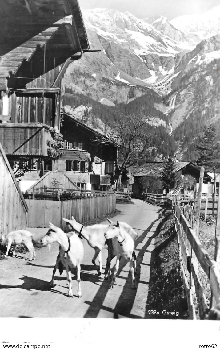 GSTEIG ► Ziegen Unterwegs Im Dorf, Fotokarte Ca.1955 - Gsteig Bei Gstaad