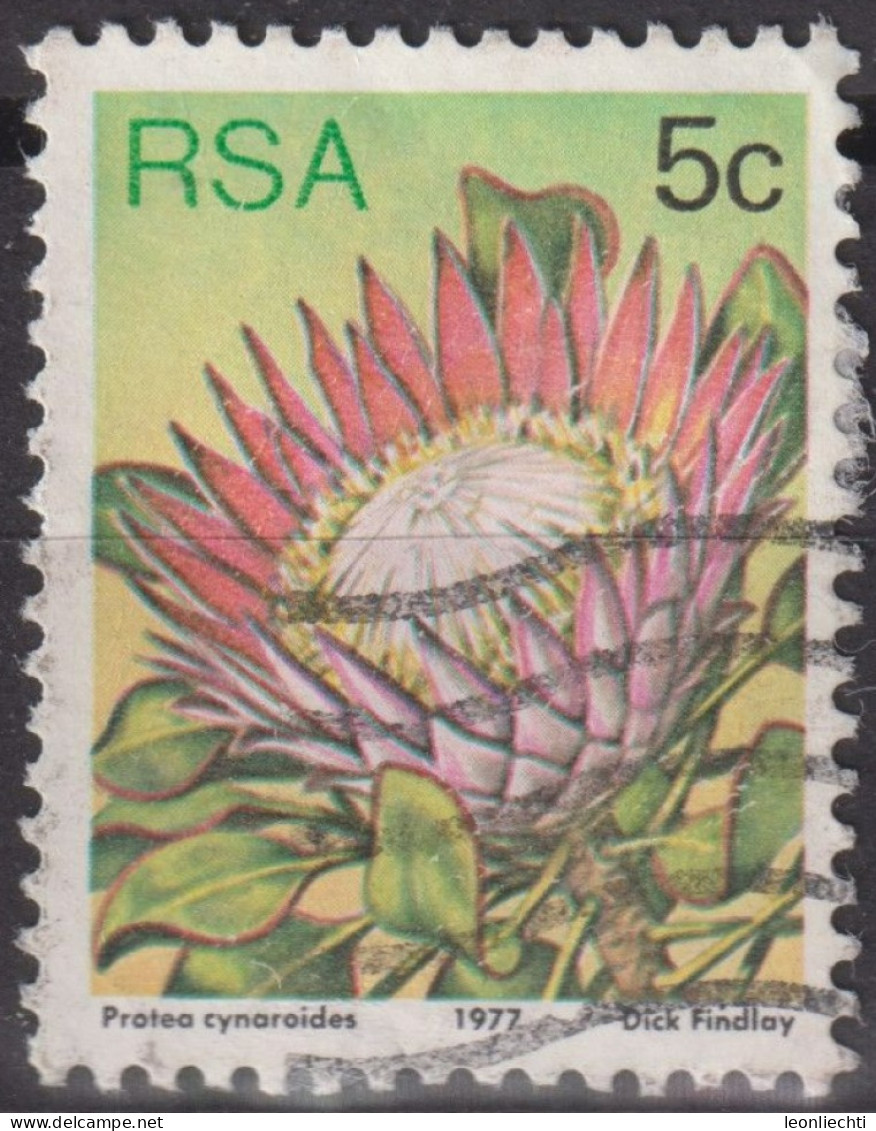 1977 RSA Südafrika ° Mi:ZA 516A, Sn:ZA 479, Yt:ZA 420, K12½, King Protea (Protea Cynaroides) - Oblitérés