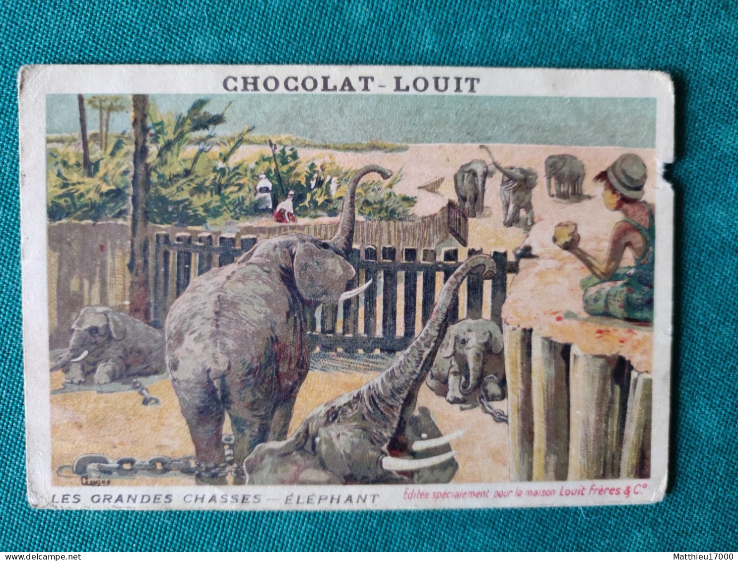 Chromo - CHOCOLAT-LOUIT - Les Grandes Chasses -- ELEPHANT - Louit