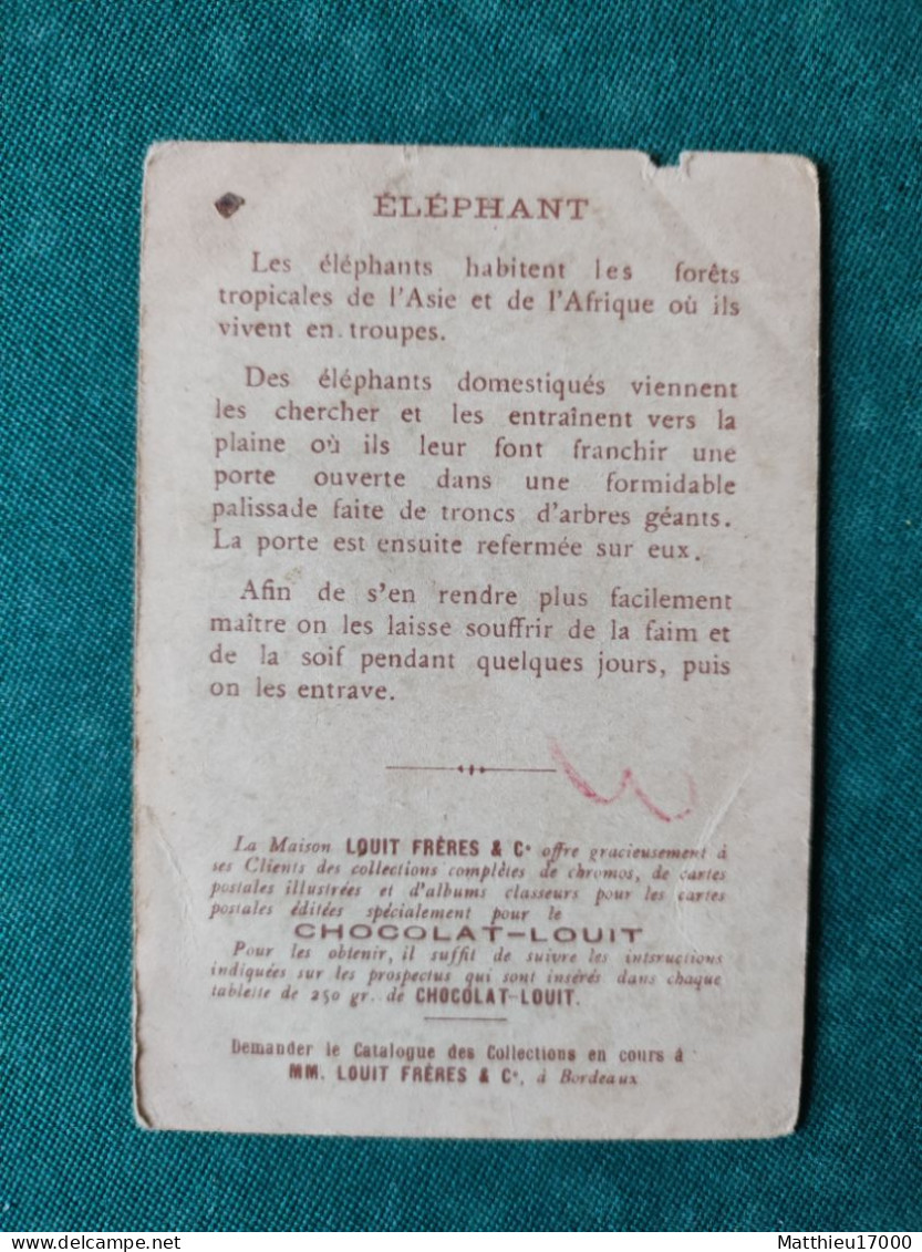 Chromo - CHOCOLAT-LOUIT - Les Grandes Chasses -- ELEPHANT - Louit