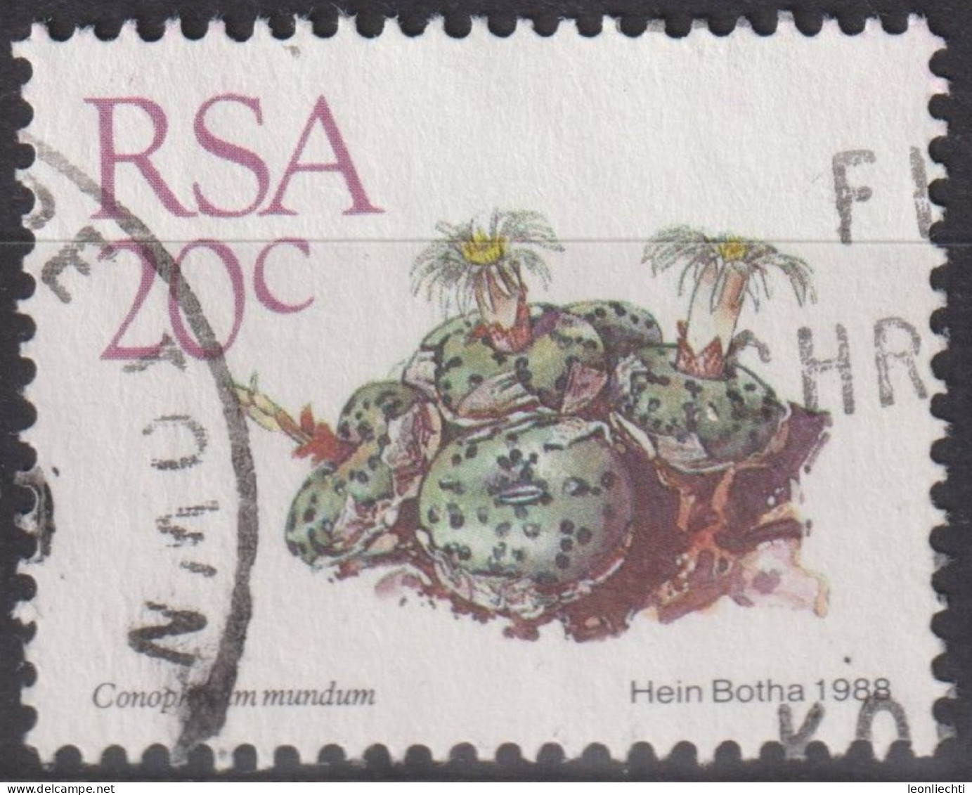 1988 RSA Südafrika ° Mi:ZA 749, Sn:ZA 742, Yt:ZA 666, Conophytum Mundum, Freimarken - Sukkulenten - Usados