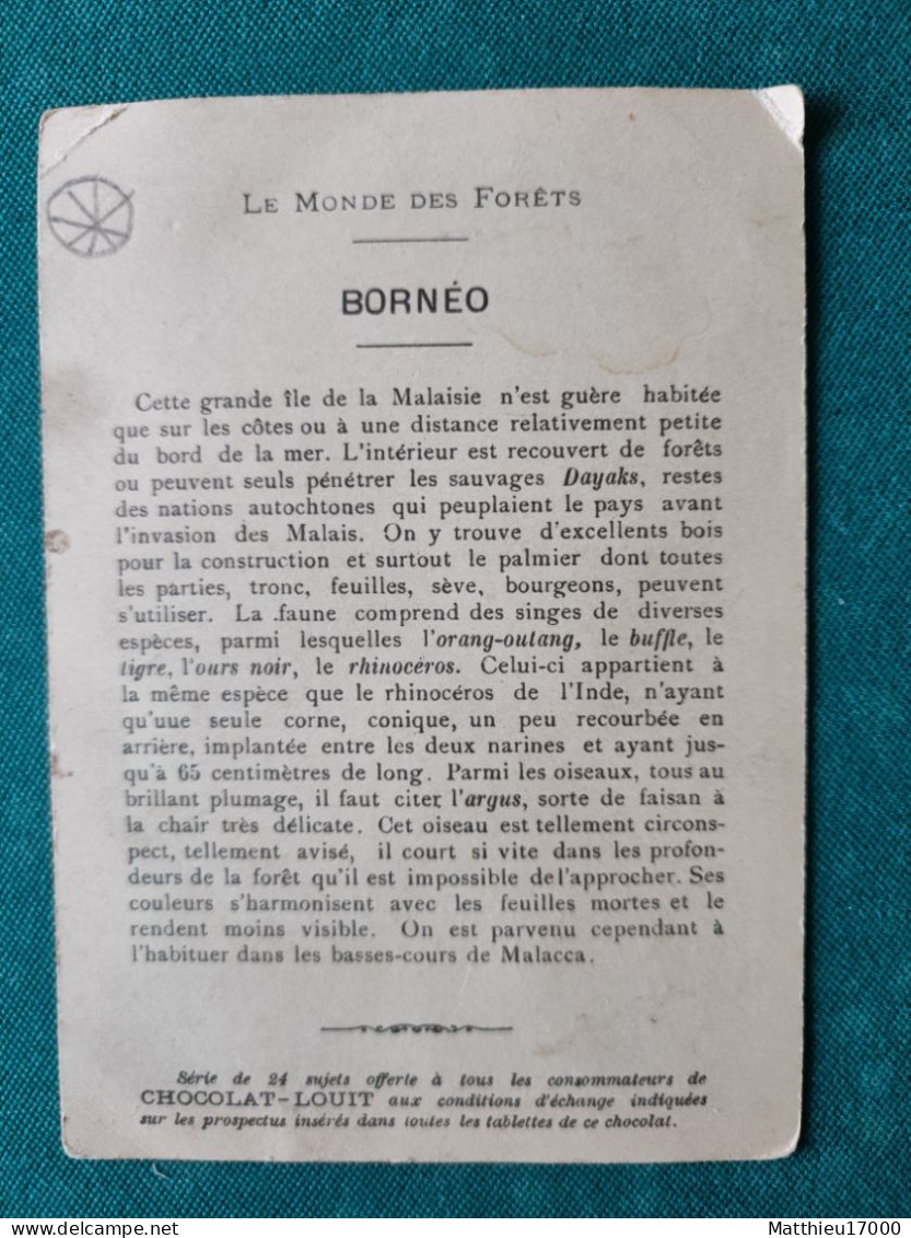 Chromo - CHOCOLAT-LOUIT - Le Monde Des Forêts - BORNEO - Argus / Rhinocéros - Louit