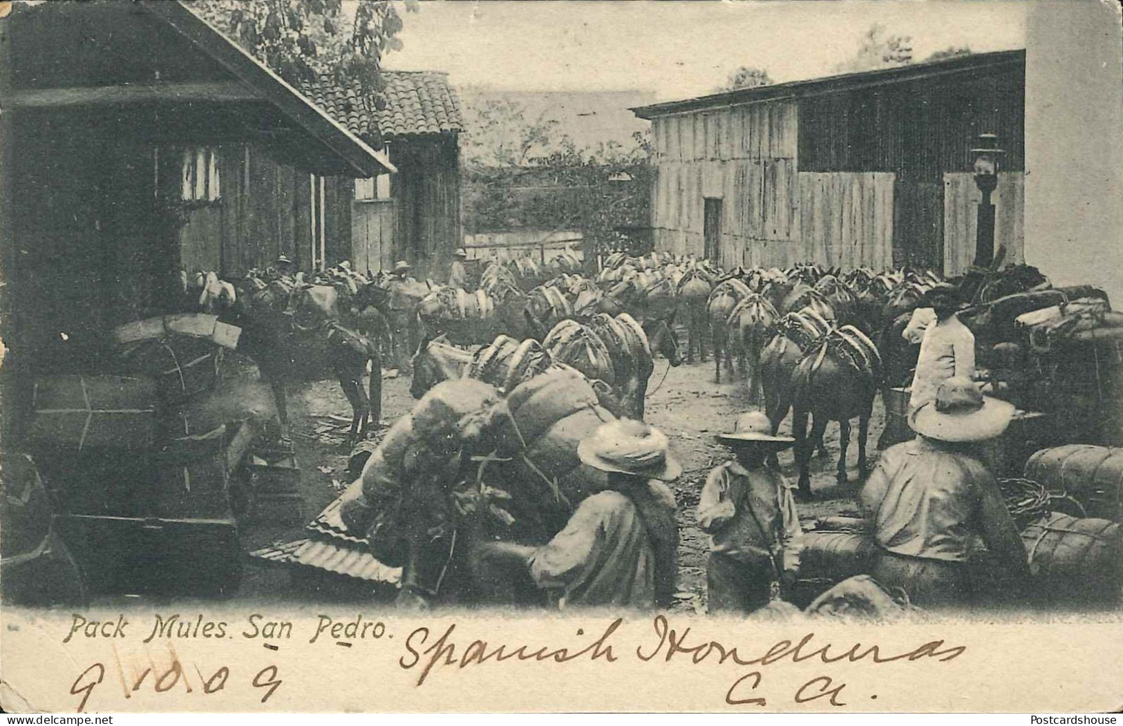 HONDURAS SAN PEDRO PACK MULES 1909 - Honduras