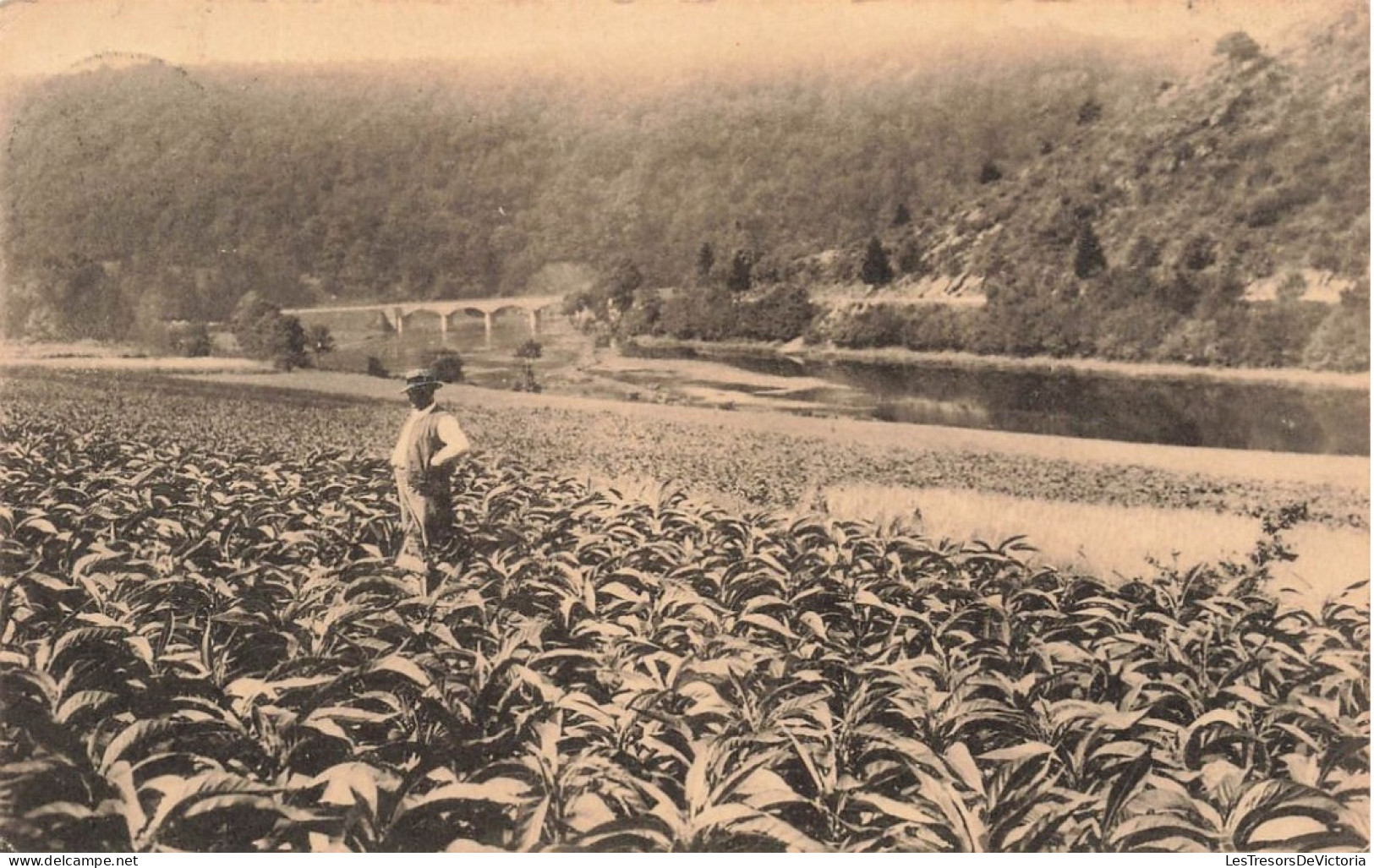 BELGIQUE - Alle Sur Semois - Vue Des Plantations De Tabac - Carte Postale Ancienne - Vresse-sur-Semois