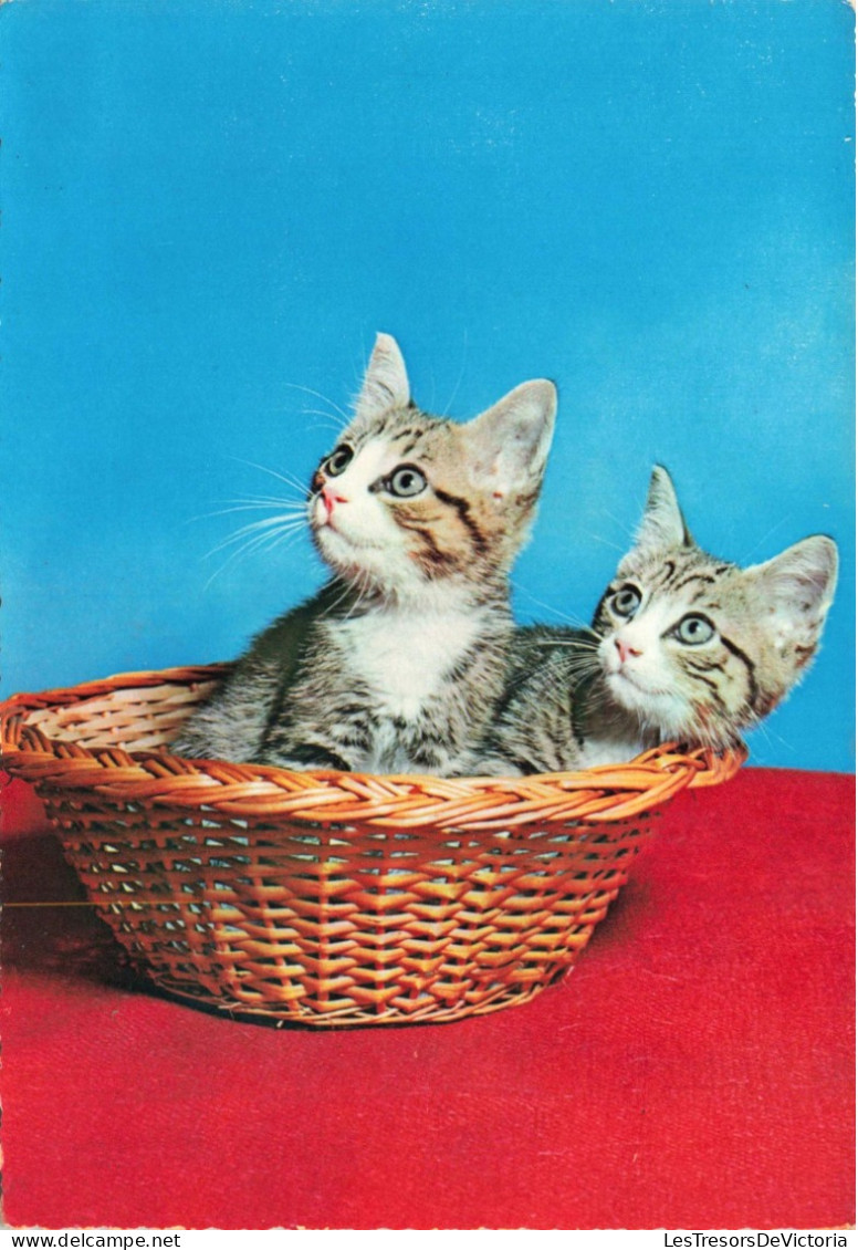 ANIMAUX & FAUNE - Chats - Panier - Carte Postale Ancienne - Katzen