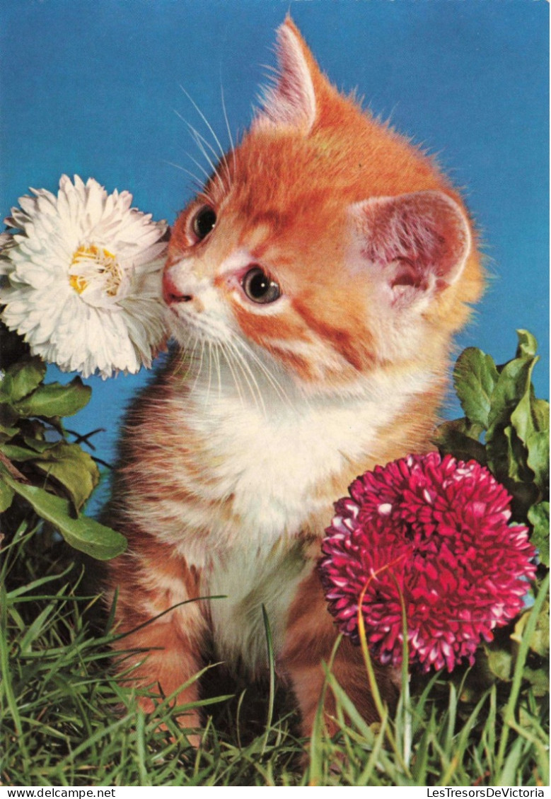 ANIMAUX & FAUNE - Chats - Fleurs - Carte Postale Ancienne - Katzen