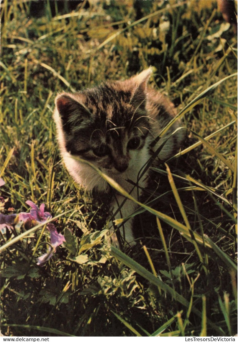ANIMAUX & FAUNE - Chats - Végétation - Carte Postale Ancienne - Cats