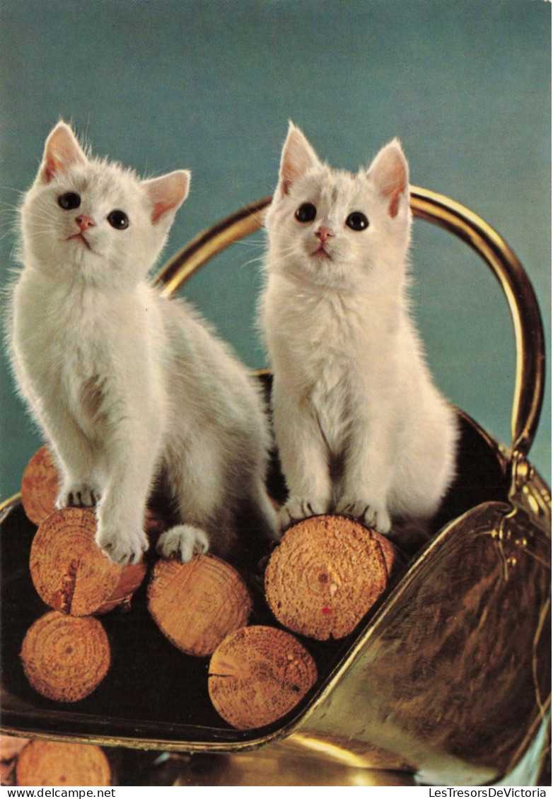 ANIMAUX & FAUNE - Chats - Carte Postale Ancienne - Chats