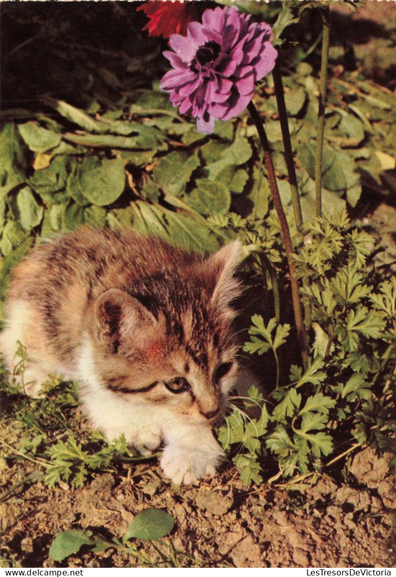 ANIMAUX & FAUNE - Chats - Carte Postale Ancienne - Katzen