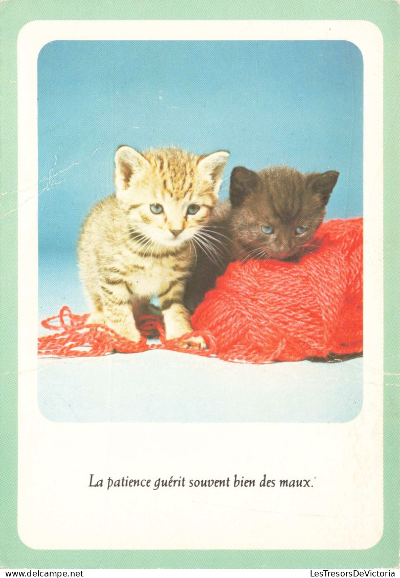 ANIMAUX & FAUNE - Chats - La Patience Guérit Souvent Bien Des Maux - Carte Postale Ancienne - Chats