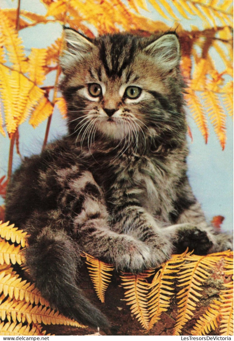 ANIMAUX & FAUNE - Chats - Végétation - Carte Postale Ancienne - Cats