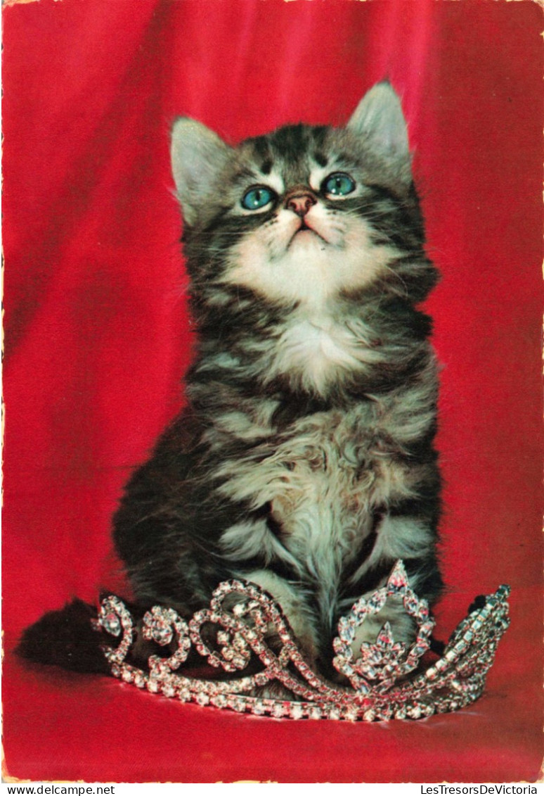 ANIMAUX & FAUNE - Chats - Couronne - Carte Postale Ancienne - Chats