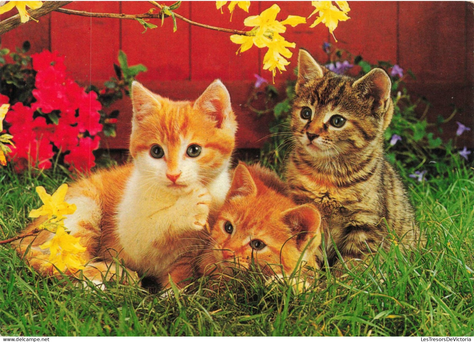 ANIMAUX & FAUNE - Chats - Fleurs - Végétation - Carte Postale Ancienne - Katten