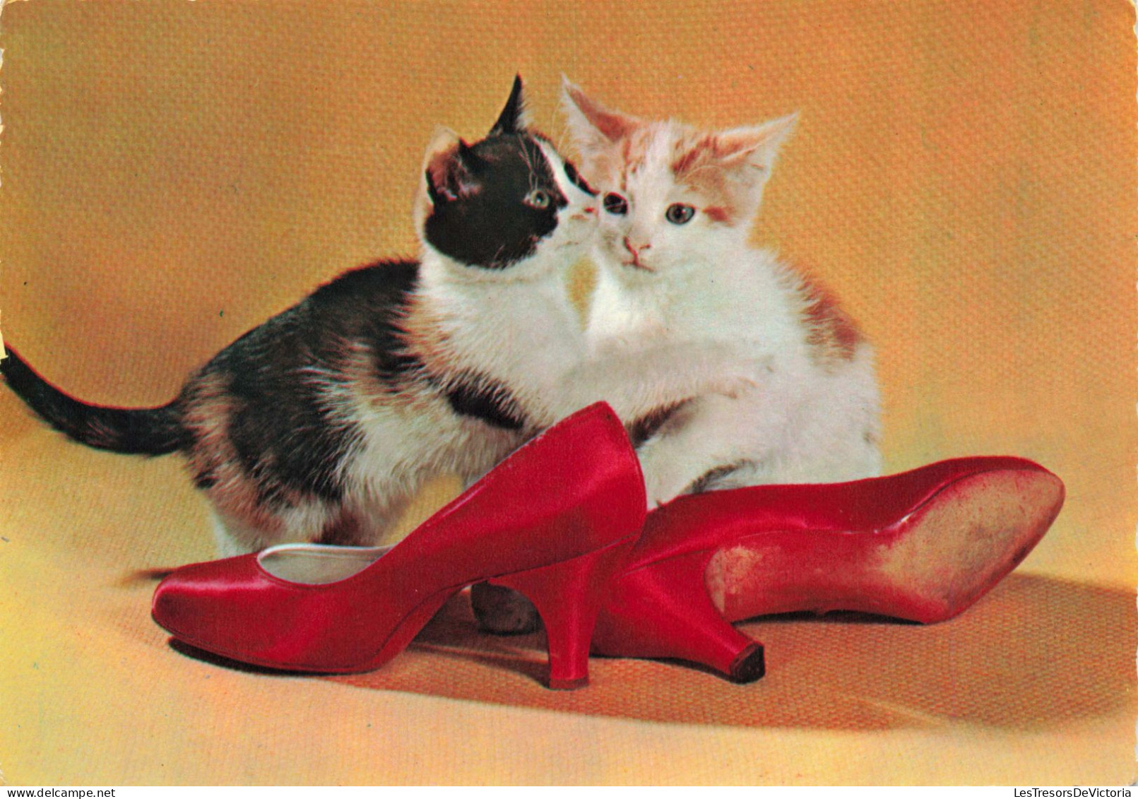 ANIMAUX & FAUNE - Chats - Chaussure A Talon - Carte Postale Ancienne - Chats