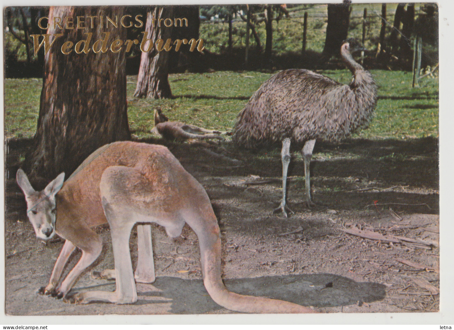 Australia VICTORIA VIC Kangaroo & Emu Greetings From WEDDERBURN Murfett P0029-4 Postcard C1970s - Other & Unclassified