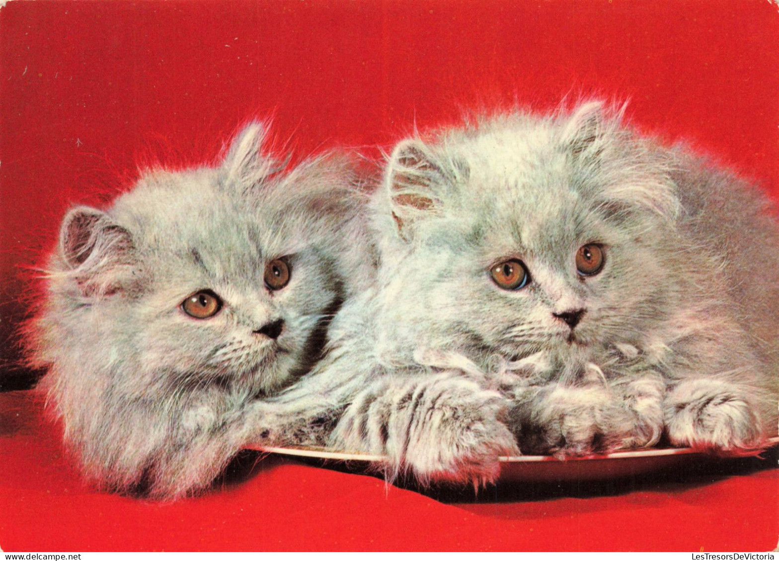 ANIMAUX & FAUNE - Chats - Carte Postale Ancienne - Katzen