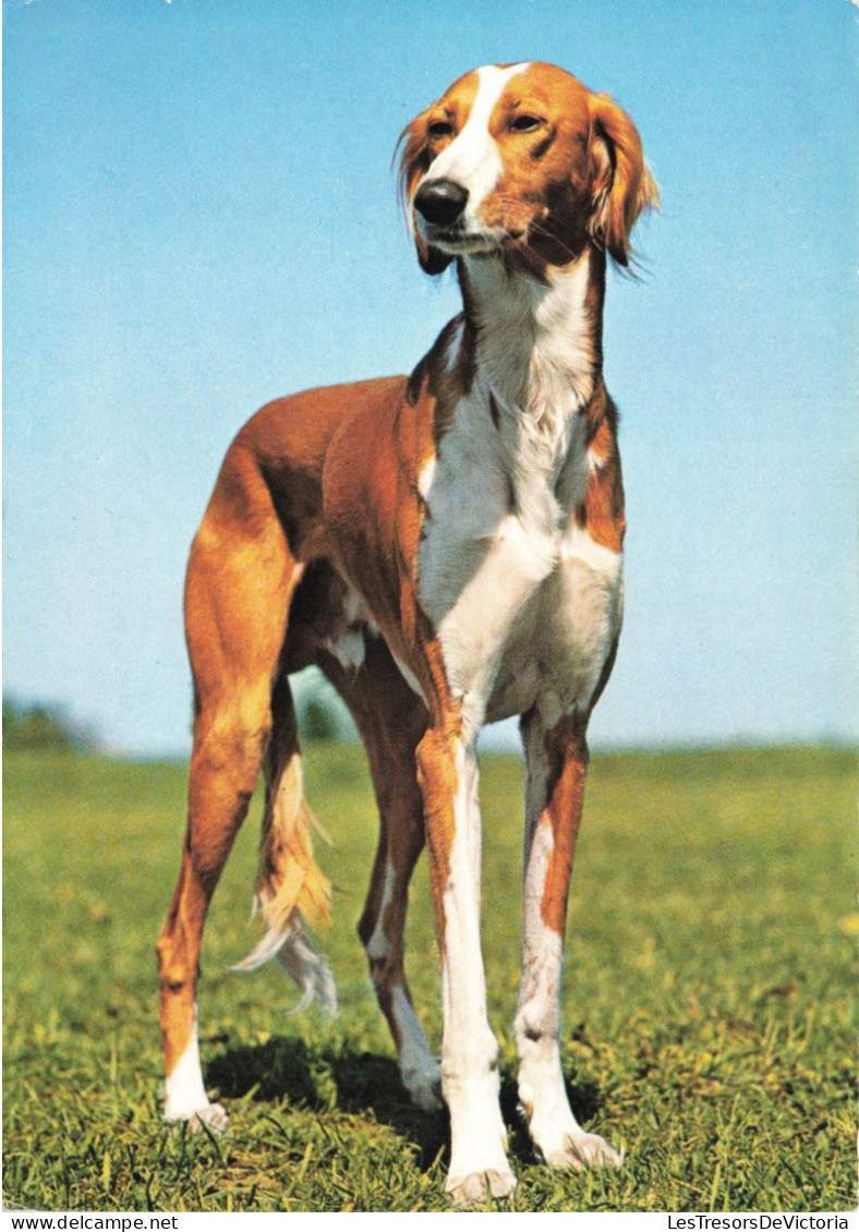 ANIMAUX & FAUNE - Chiens - Végétation - Carte Postale Ancienne - Dogs