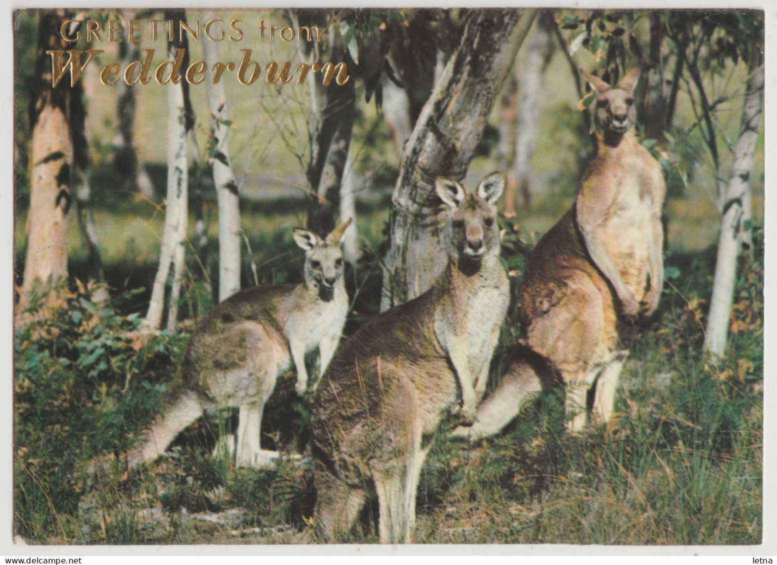 Australia VICTORIA VIC Grey Kangaroos Greetings From WEDDERBURN Murfett P0044-7 Postcard C1970s - Other & Unclassified