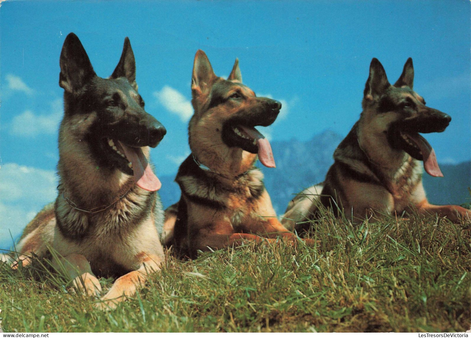 ANIMAUX & FAUNE - Chiens - Berger D'Alsace - Carte Postale Ancienne - Hunde