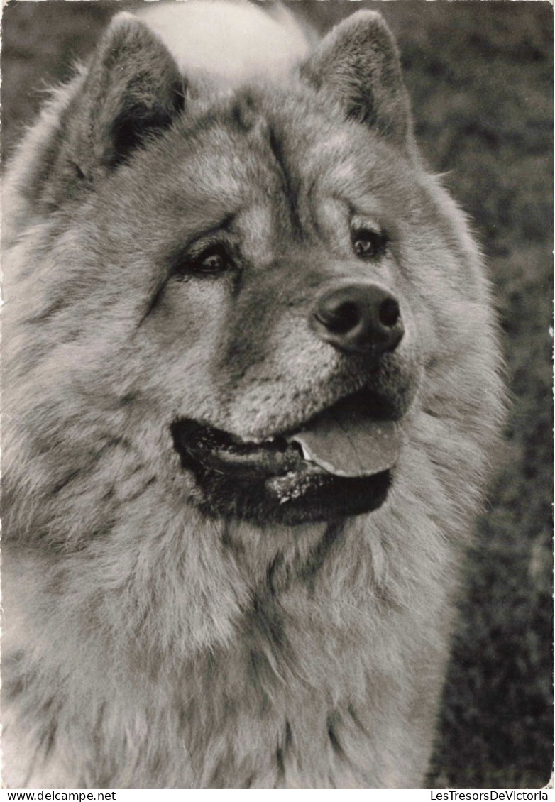 ANIMAUX & FAUNE - Chiens - Chow-Chow- Carte Postale Ancienne - Hunde