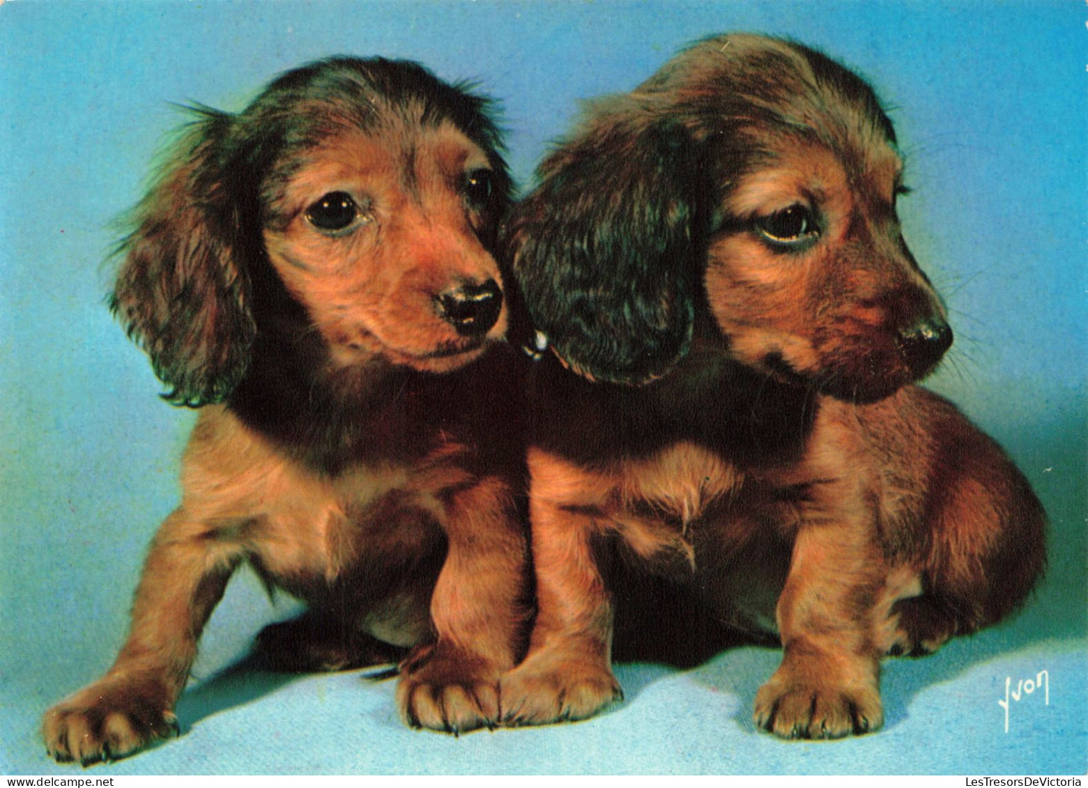 ANIMAUX & FAUNE - Chiens - Carte Postale Ancienne - Honden