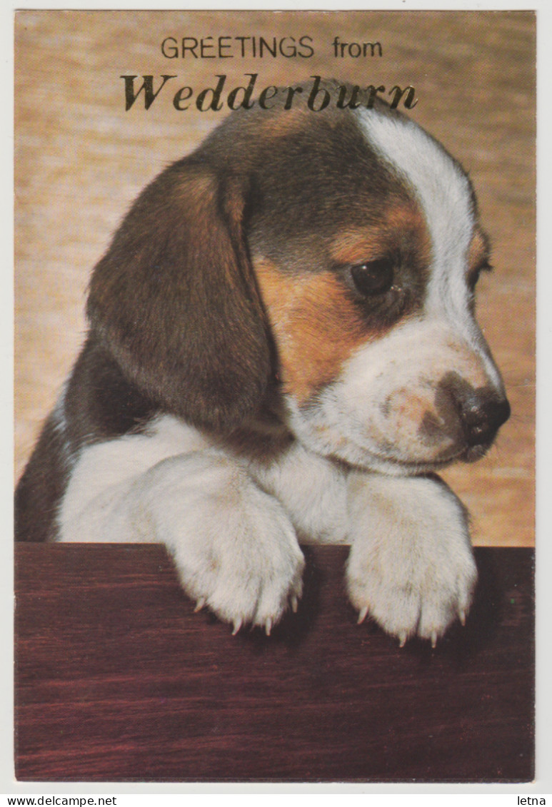 Australia VICTORIA VIC Beagle Puppy Greetings From WEDDERBURN Murfett P0015-2 Postcard C1970s - Sonstige & Ohne Zuordnung