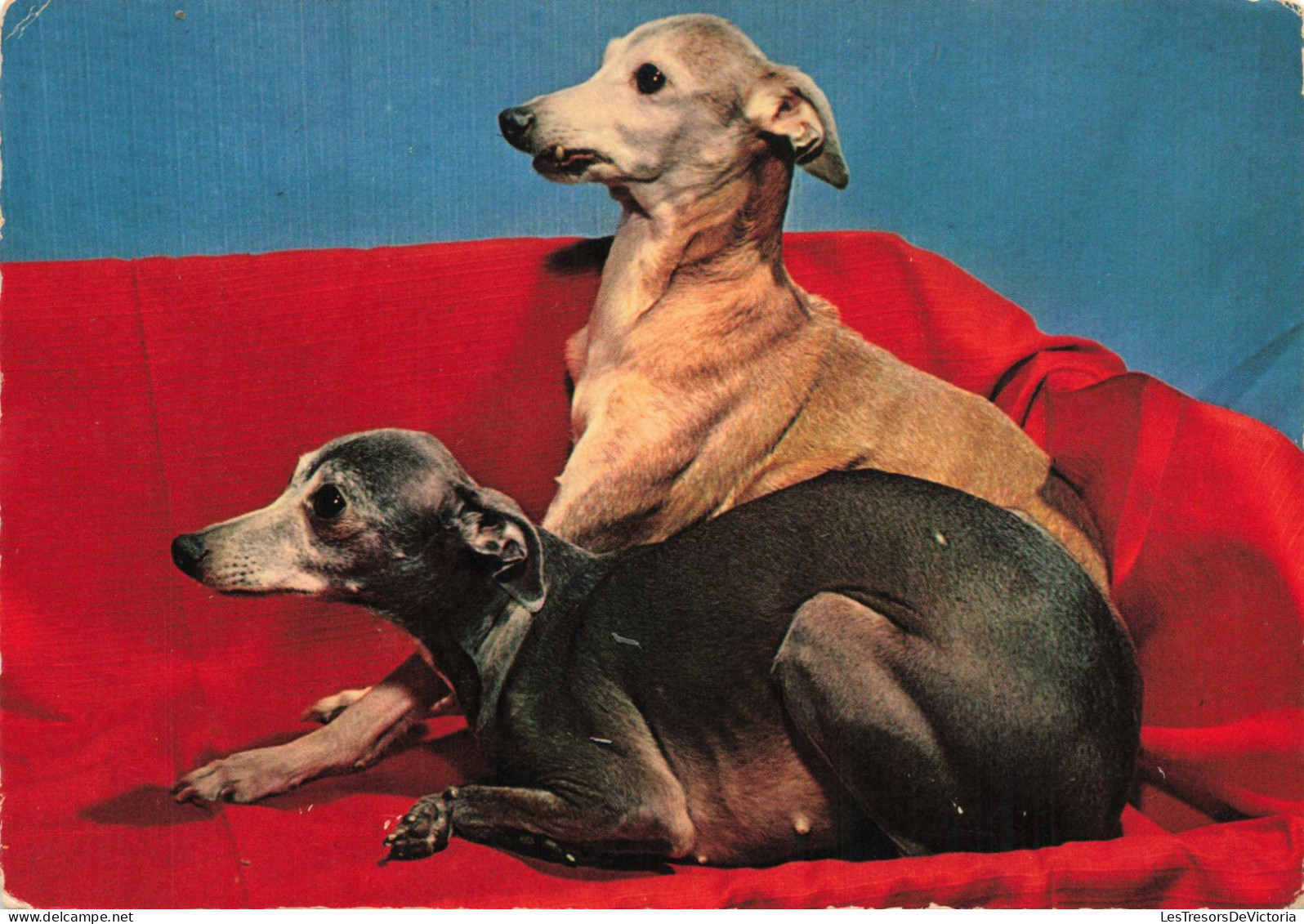 ANIMAUX & FAUNE - Chien - Lévrier Italien - Carte Postale Ancienne - Hunde