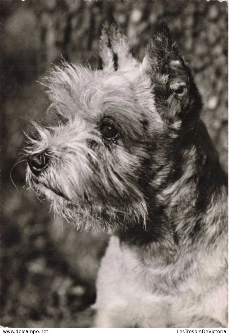 ANIMAUX & FAUNE - Chien - Terrier - Carte Postale Ancienne - Hunde