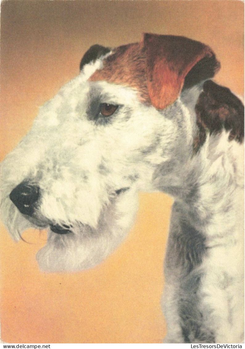 ANIMAUX & FAUNE - Chien - Fox Terrier - Carte Postale Ancienne - Dogs