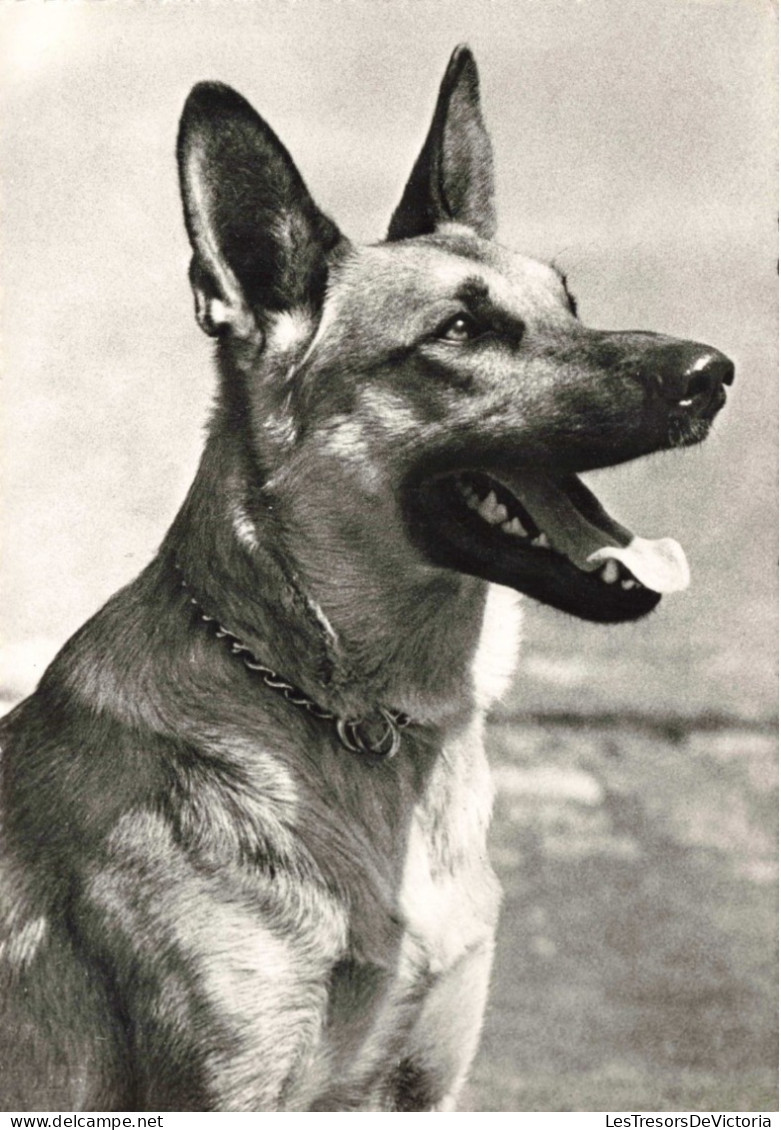 ANIMAUX & FAUNE - Chien - Berger Allemand  - Carte Postale Ancienne - Dogs