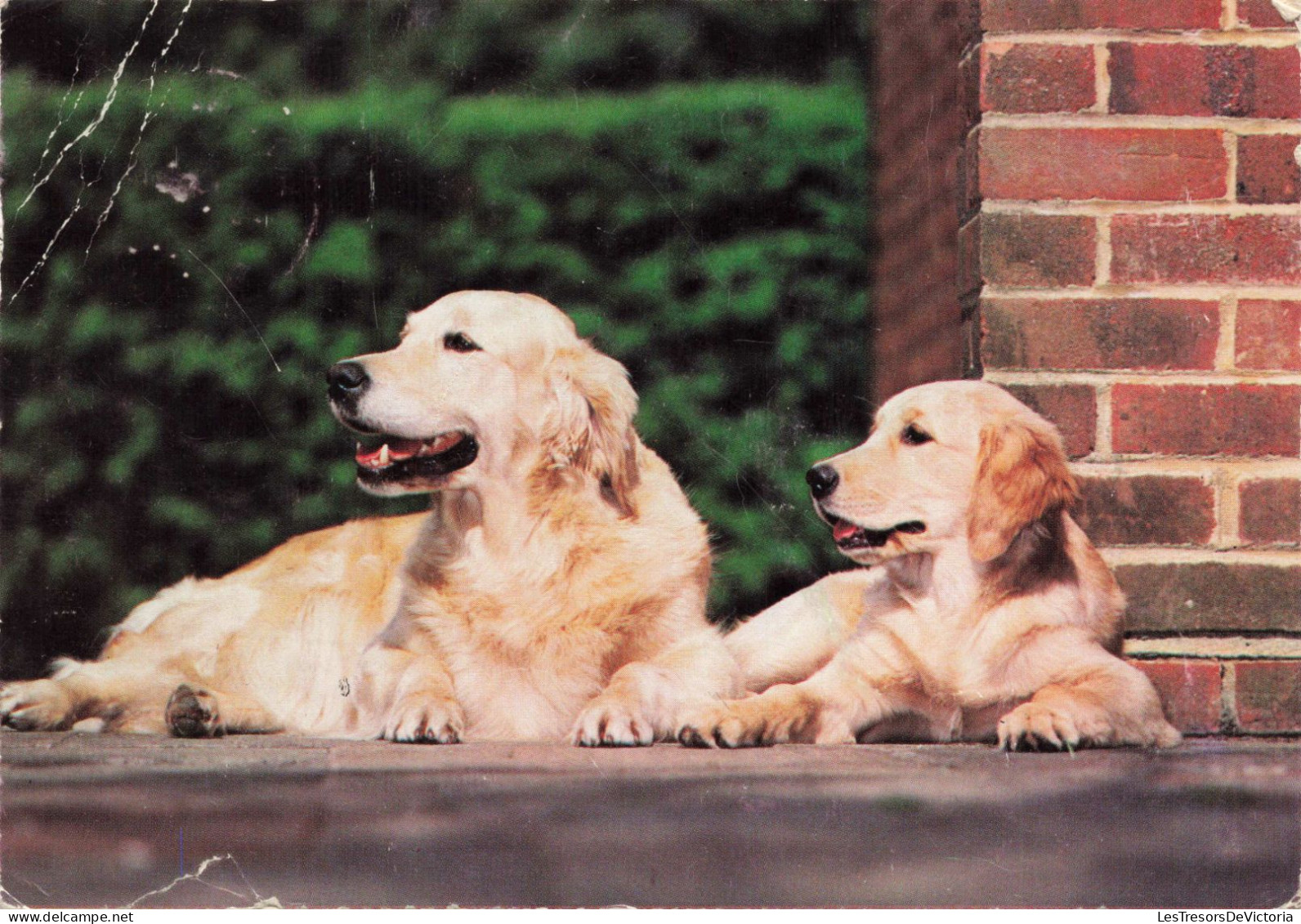 ANIMAUX & FAUNE - Chiens - Carte Postale Ancienne - Dogs