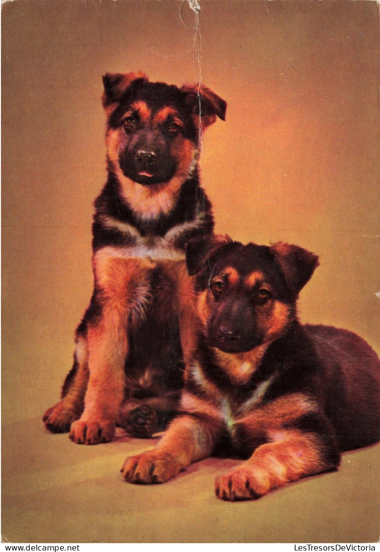 ANIMAUX & FAUNE - Chiens - Carte Postale Ancienne - Hunde