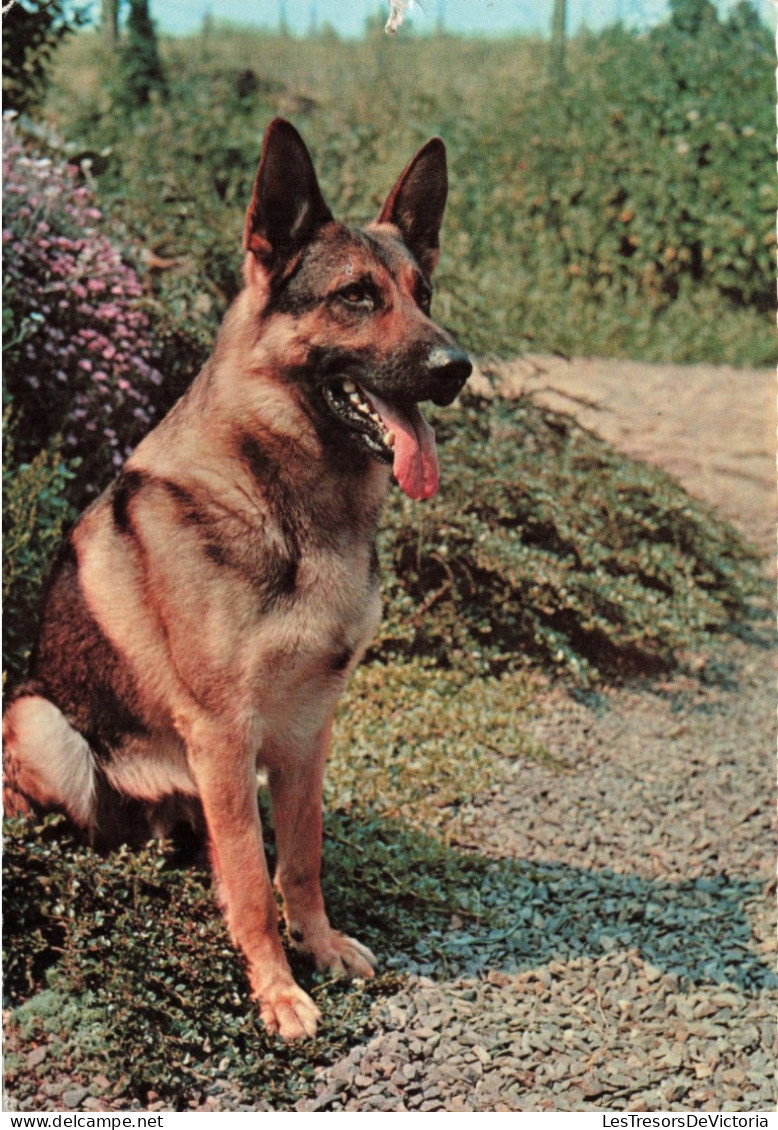 ANIMAUX & FAUNE - Chiens - Fleurs - Carte Postale Ancienne - Hunde
