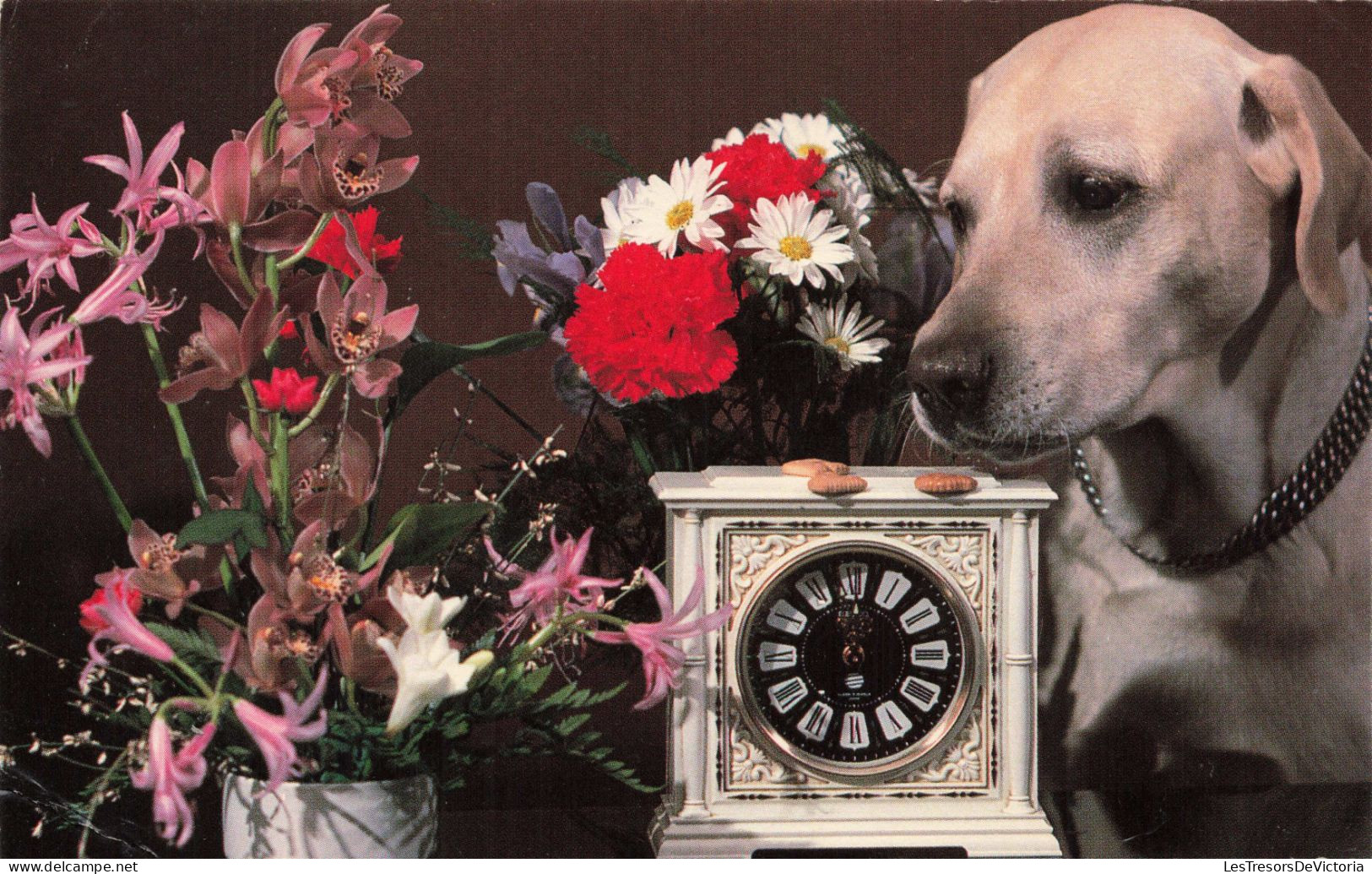 ANIMAUX & FAUNE - Chiens - Fleurs - Carte Postale Ancienne - Chiens