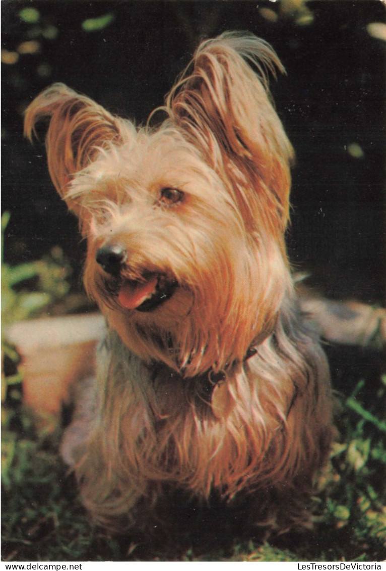 ANIMAUX & FAUNE - Chiens - Carte Postale Ancienne - Honden