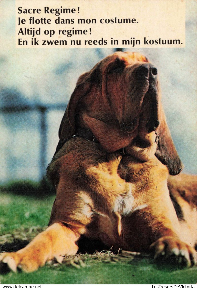 ANIMAUX & FAUNE - Chiens - Carte Postale Ancienne - Chiens