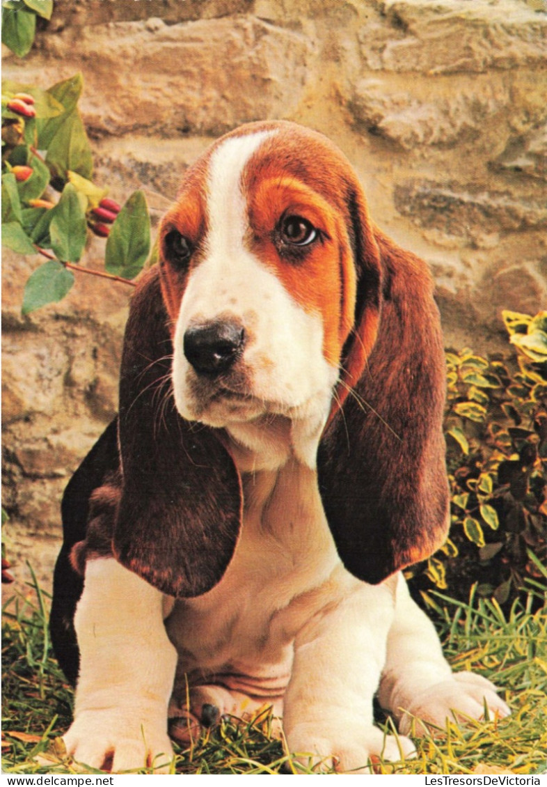 ANIMAUX & FAUNE - Chiens - Basset - Carte Postale Ancienne - Chiens