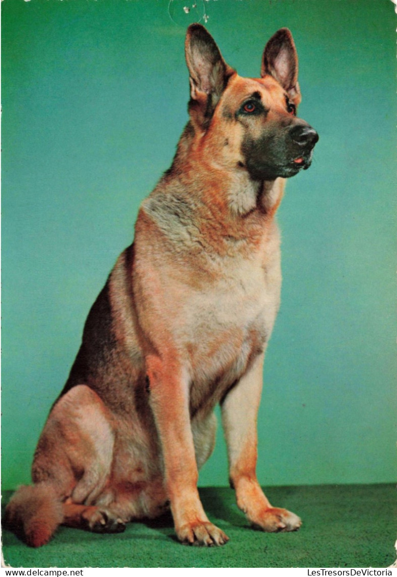 ANIMAUX & FAUNE - Chiens - Carte Postale Ancienne - Perros