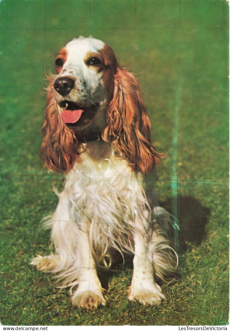 ANIMAUX & FAUNE - Chiens - Carte Postale Ancienne - Honden