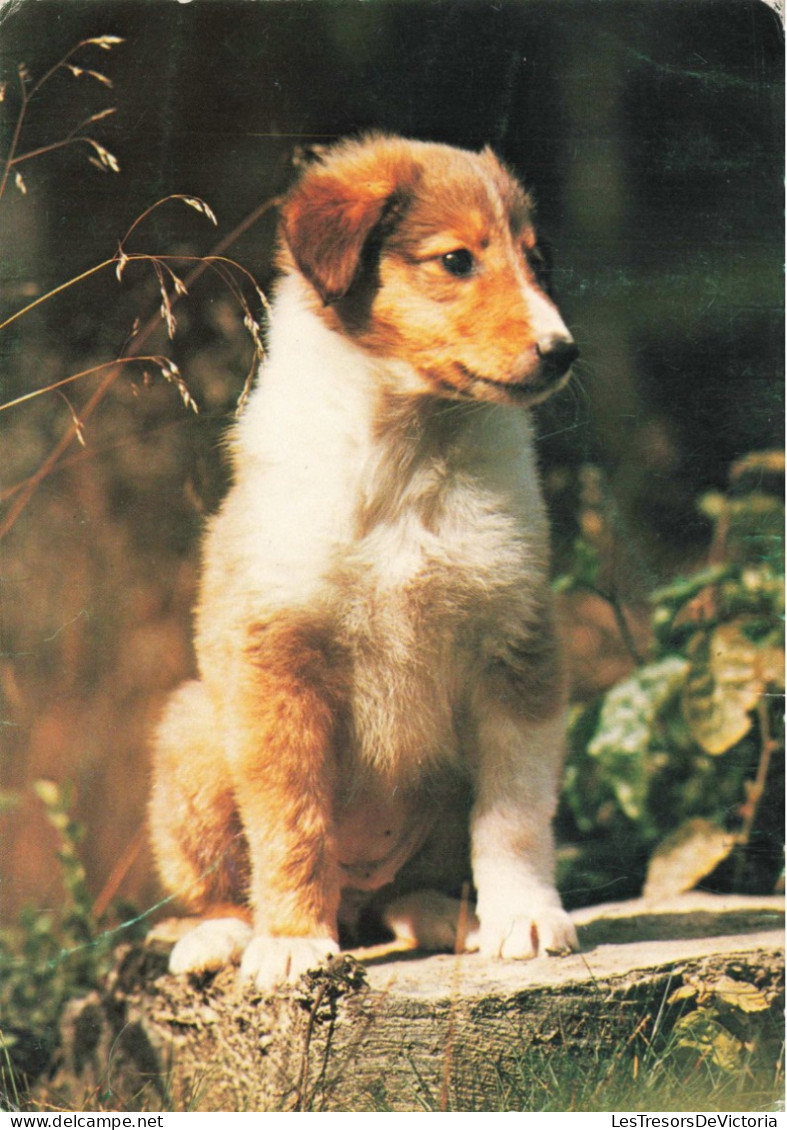 ANIMAUX & FAUNE - Chiens - Carte Postale Ancienne - Honden