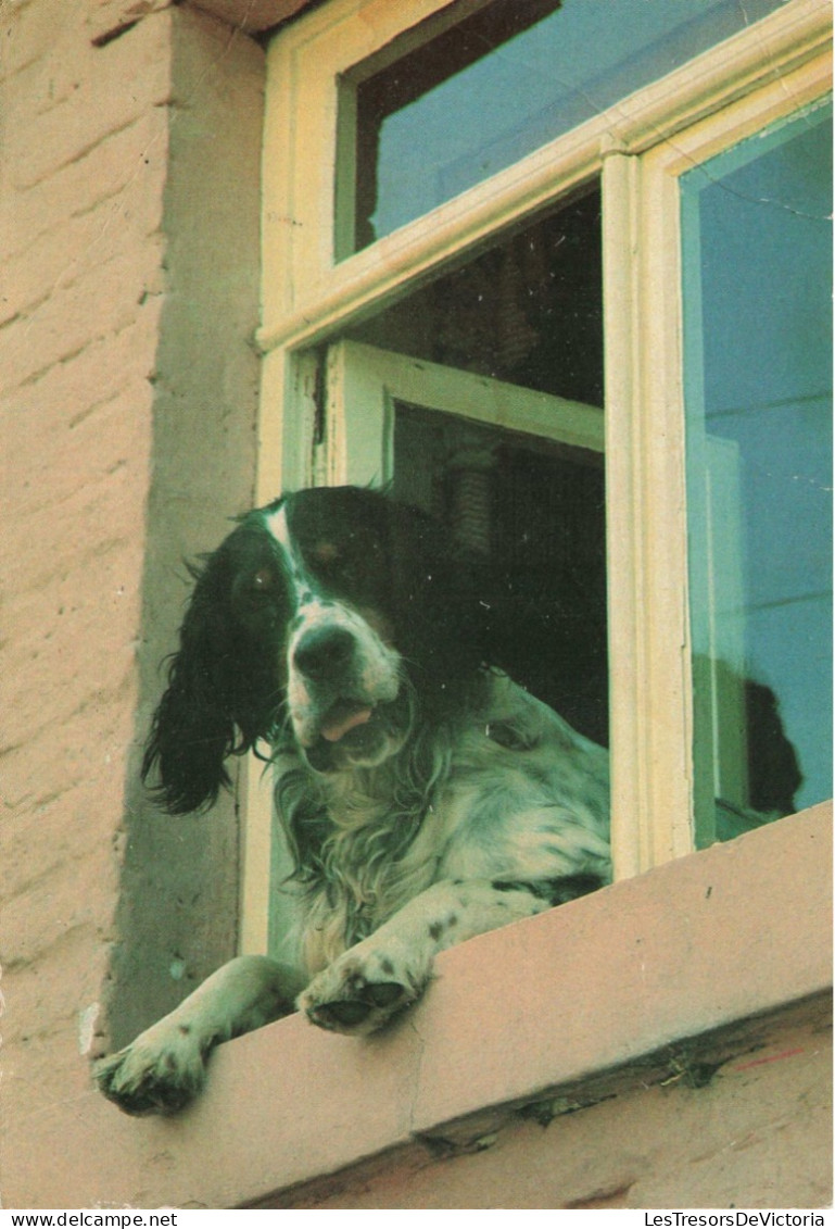 ANIMAUX & FAUNE - Chiens - Carte Postale Ancienne - Perros