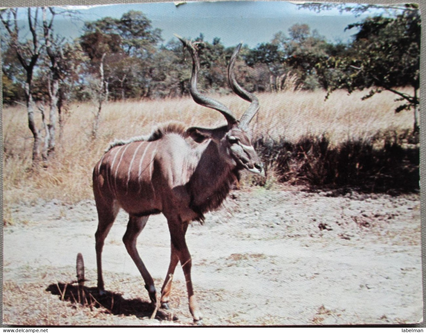 AFRICA ZAMBIA WILDLIFE KUDU POSTCARD POSTKARTE ANSICHTSKARTE CARTE POSTALE CARTOLINA CARD KARTE TARJETA POSTAL - Zambia