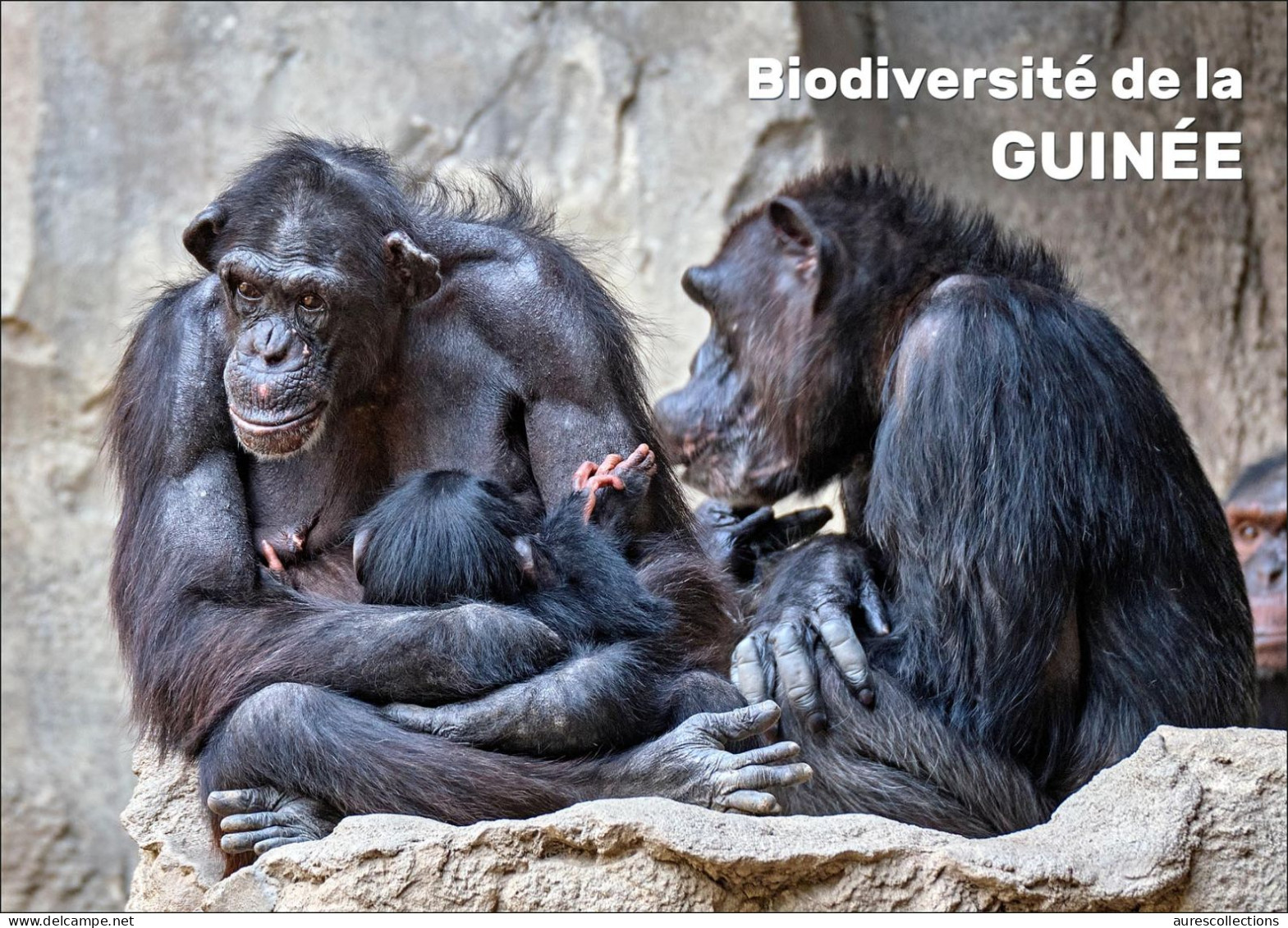 GUINEA 2023 - STATIONERY CARD - BIODIVERSITY - CHIMPANZEE CHIMPANZEES CHIMPANZE APES MONKEYS MONKEY APE SINGES - Scimpanzé