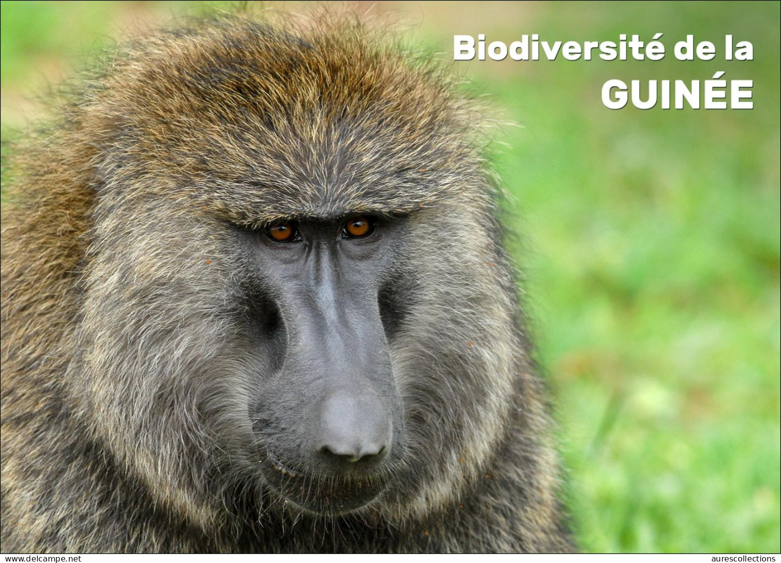 GUINEA 2023 - STATIONERY CARD - BIODIVERSITY - APE APES MONKEYS MONKEY BABOON SINGES SINGE - Apen