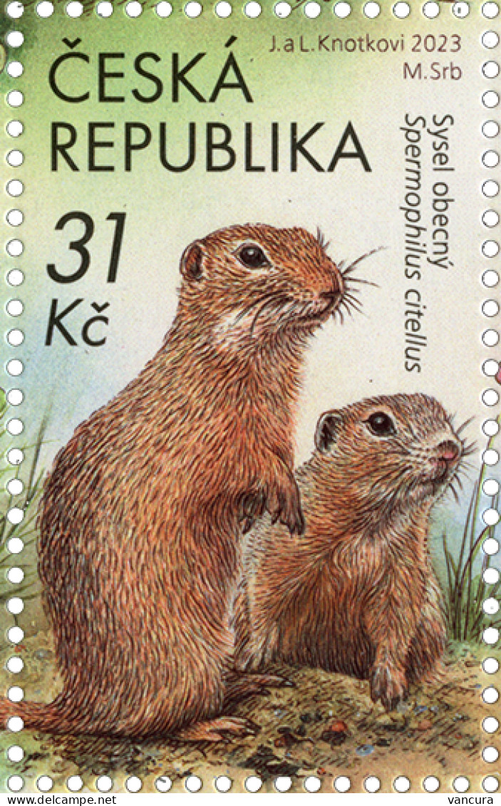 1223 Czech Republic Podyjí National Park.European Ground Squirrel (Spermophilus Citellus) 2023 - Roedores