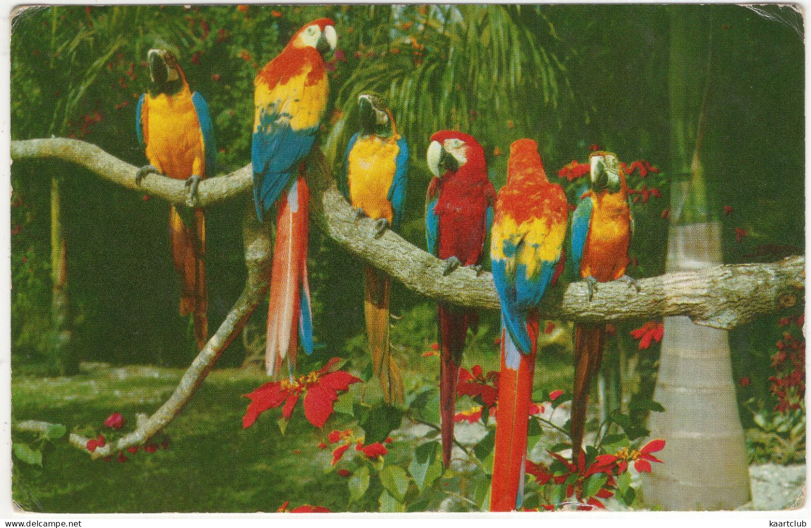 Macaws At The Avalon's Bird Park, Catalina Island, California - (CA, USA) - Ara/Parrot - Los Angeles