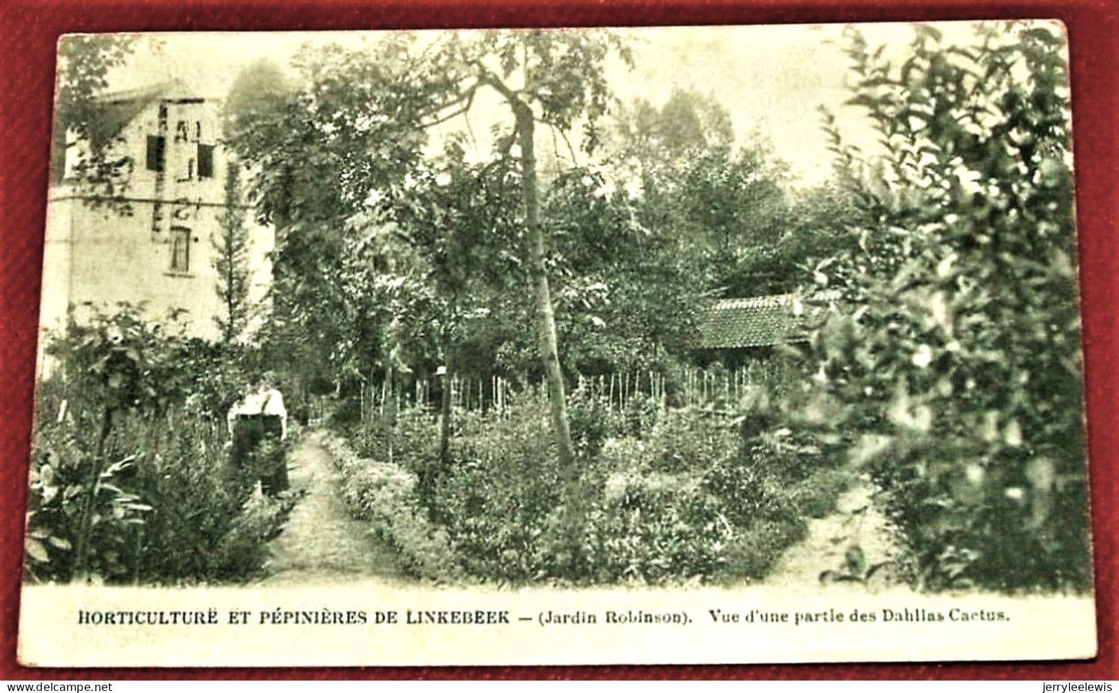 LINKEBEEK  -  Horticulture Et Pépinières De Linkebeek - Jardin Robinson - Vue D'une Partie Des Dahlias Cactus - Linkebeek