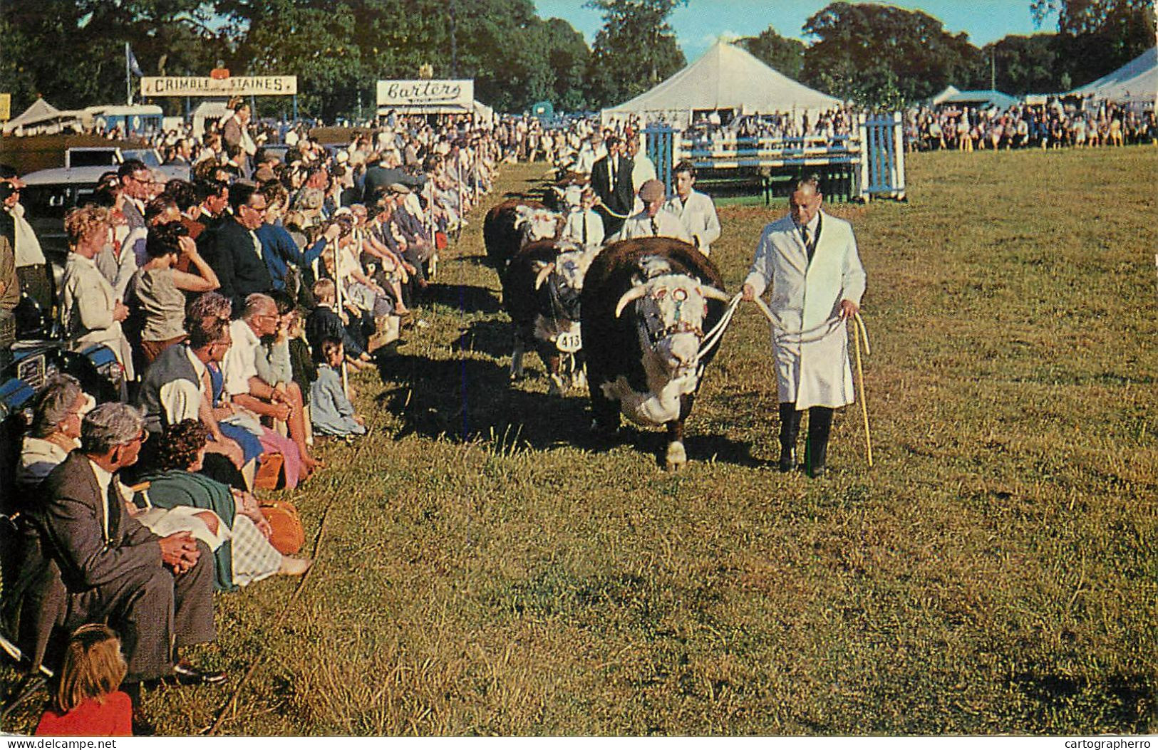 In The Show Ring - Showing Prize Bull Vintage Postcard - Bull