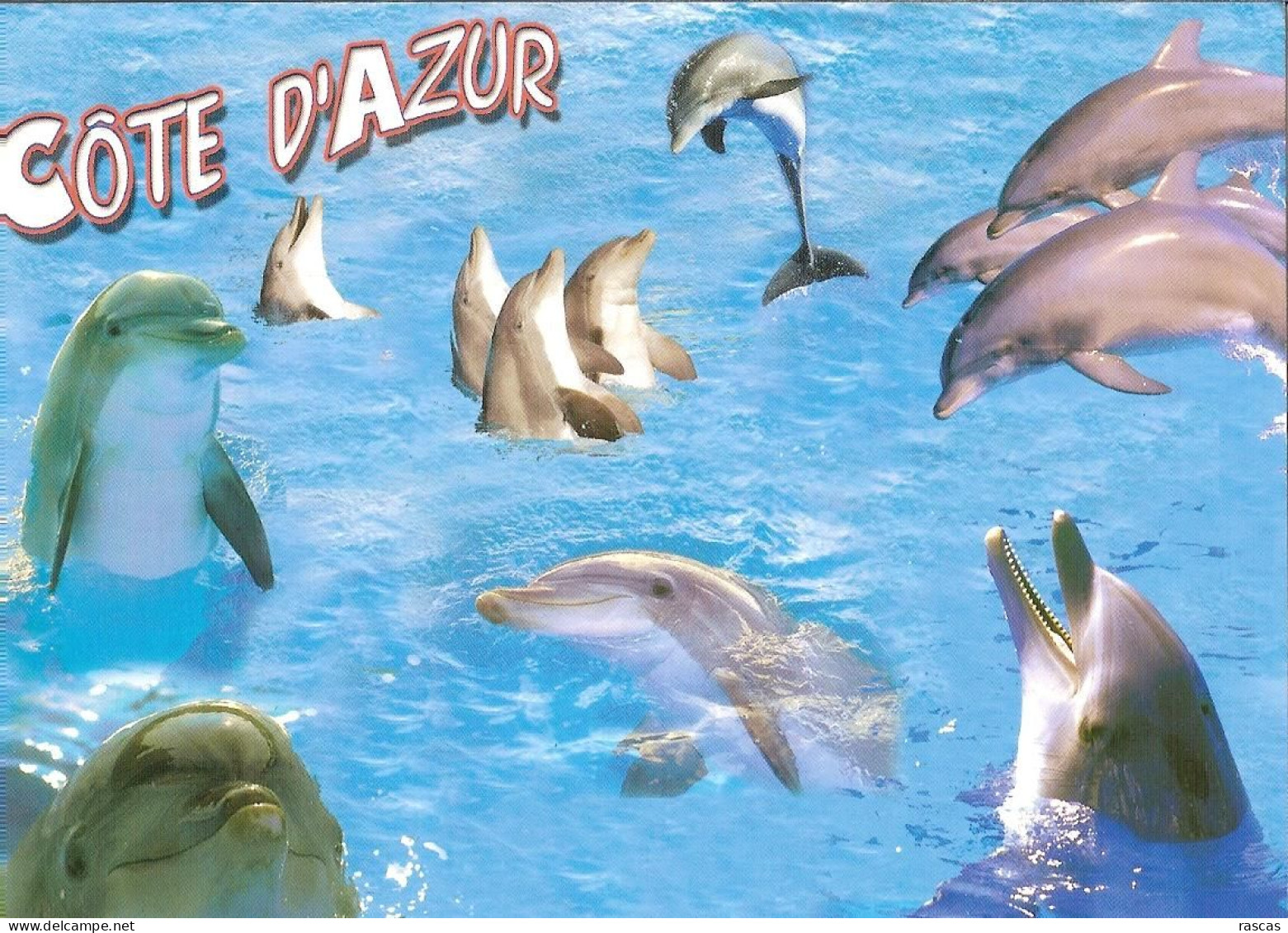 CPM - COTE D'AZUR - DAUPHINS - Dolfijnen